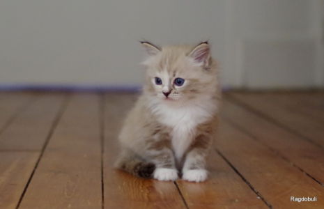 La Praline je l'ai dans le coeur