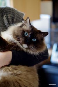 Le gros lapin dans les bras de maman