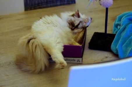 comme les gosses, ficelle et carton font l'affaire !