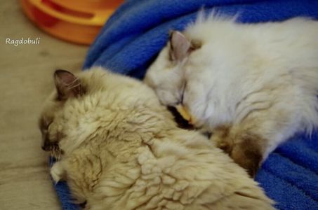 Au lit avec Saartje !