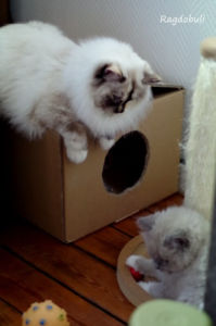 je travaille à être une bonne tata ! (8 mois)