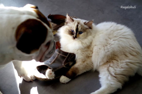 Touche pas à mon chausson !