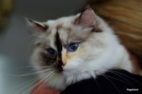 ... 1 an, joyeux anniversaire ma belle !